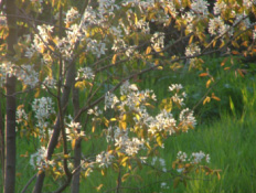 Amelanchier lamarckiiAmerikaans krenteboompje bestellen